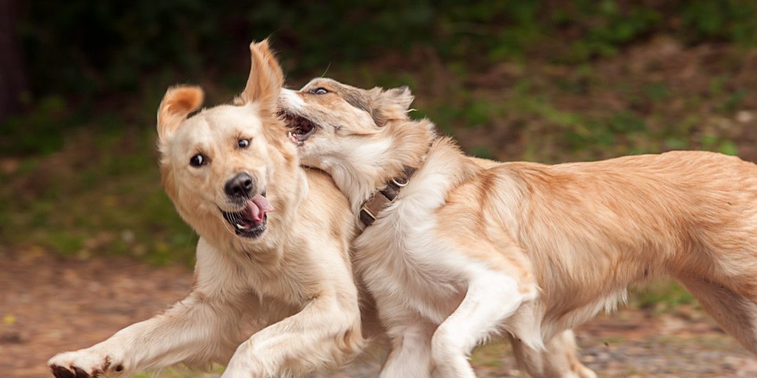 Kompaktlehrgang Rückruftraining Hundeschule und Therapiehundezentrum