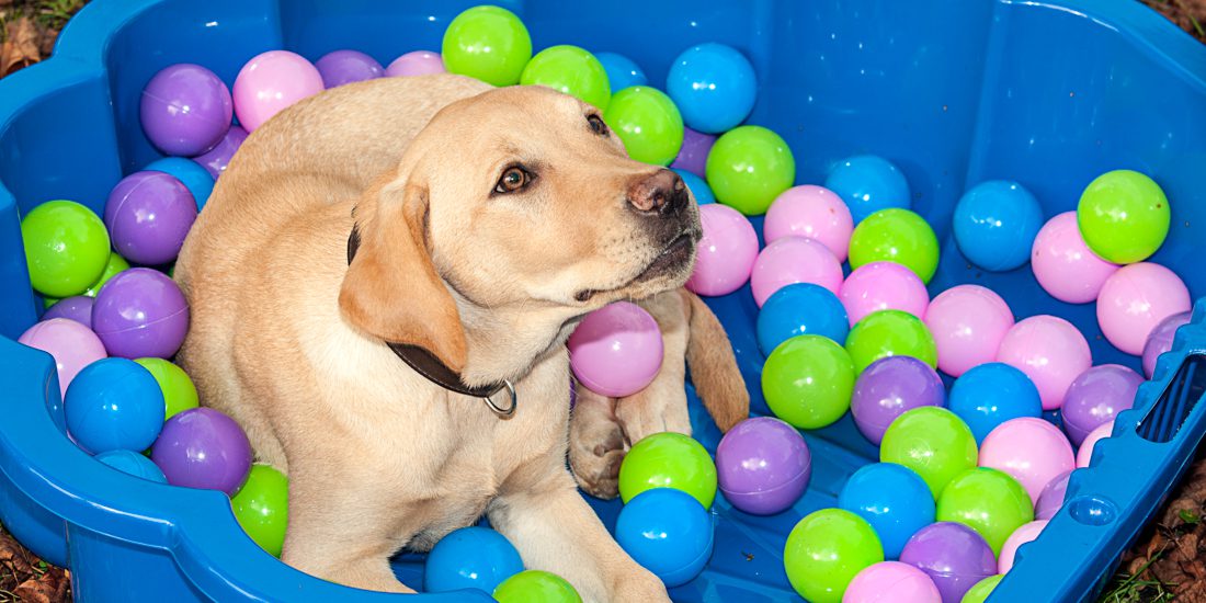 Indoorsport für den Hund Bauch, Beine Po Hundeschule und