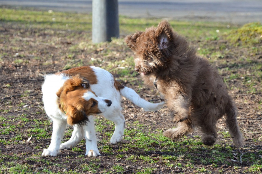 Seminar „Kommunikation was will mir mein Hund sagen?“; 1600 Uhr 18